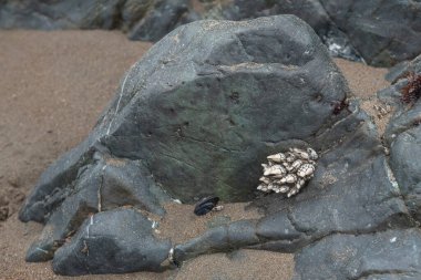 Kaz midyeleri deniz kenarındaki bir kayanın üzerinde, deniz kenarındaki bir kayanın üzerinde.