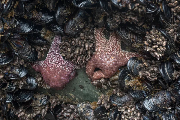 Tide Pool Animals Sea Star Clams Echinoderms Underwater Pacific Coast — Stock Photo, Image