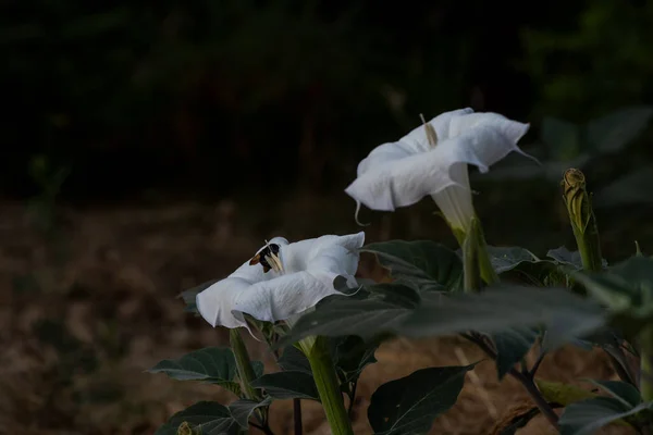 Daturas Trombetas Diabo Uma Planta Venenosa Pertencente Família Solanaceae Califórnia — Fotografia de Stock