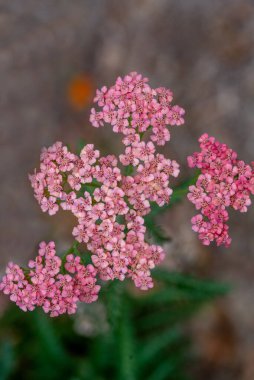 Pembe Kaliforniya Yarrow, Achillea Millefolium, tepeden bakıldığında yeşil yapraklar, bahar kompozisyonu 