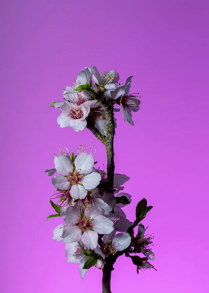Mandula Virág Csendélet Rózsaszín Háttér Bejelentve Tavasz Elején Kaliforniában — Stock Fotó