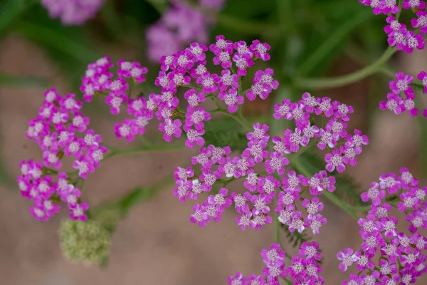 Розовая Белая Калифорнийская Стрела Achillea Millefolium Вид Сверху Включая Зеленые — стоковое фото