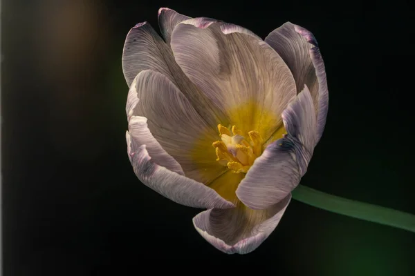 Öppnar Upp Tulpan Blomma Mot Svart Bakgrund Blomma Symboliserar Början — Stockfoto