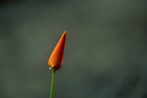 Kalifornien Vallmo Escholzia Cand Nica Orange Blomma Naturen Mot Grön — Stockfoto