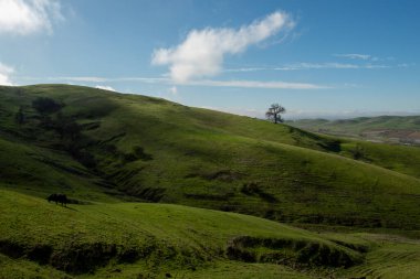 Vacaville, CA 'deki Lagoon Vadisi Parkı' nda yeşil çimenli bir tepenin üzerinde erozyon, mavi çimen ve gökyüzü fotokopi alanı izleri var.