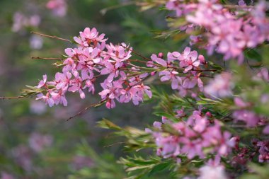 badem çiçeği. Badem çalı, pembe Bloom.