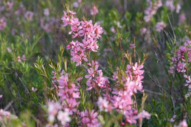 Badem çalı, pembe renk. Genç badem çekimleri bahar çiçekli.  .