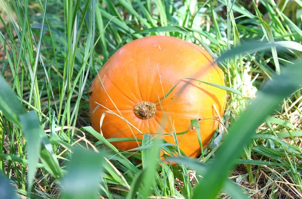 Calabaza Naranja Jardín Verde Calabaza Halloween — Foto de Stock