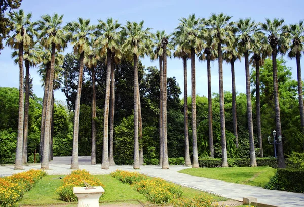 Palmeras Jardín Nacional Atenas Grecia — Foto de Stock