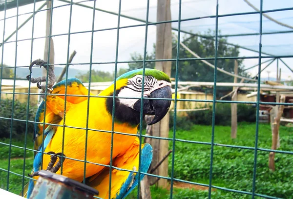 yellow parrot in the zoo - exotic bird icon