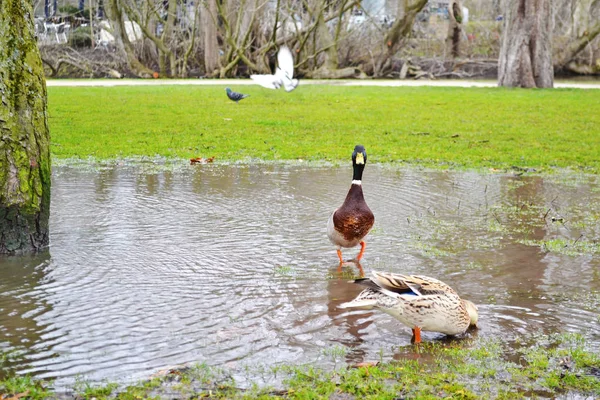Vondelpark Amsterdam Hollanda gölette içinde güzel ördekler