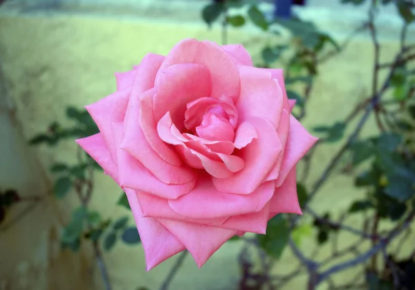 Close Blooming Pink Rose Spring Blossom Nature — Stok Foto