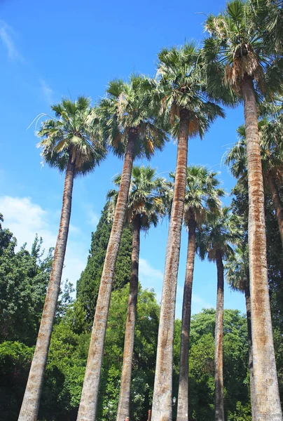 希腊雅典国家花园的高大棕榈树 蓝天背景 — 图库照片