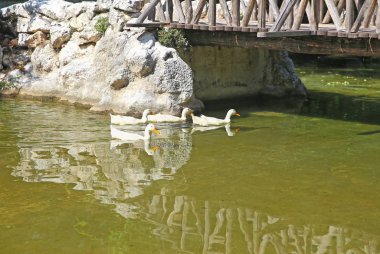 ördekler Ulusal Bahçe Atina Yunanistan - Yunan ünlü yerler ile göl