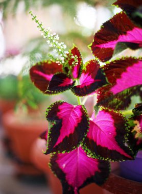Coleus çiçek - ısırgan boyalı veya alev ısırgan çiçek - Plectranthus Scutellarioides - bulanık doğal arka plan yakın çekim