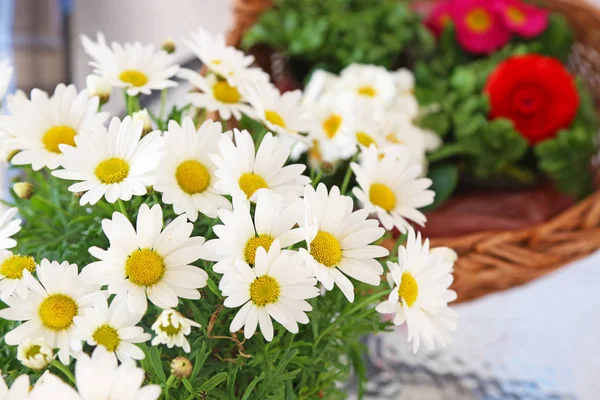 Цветущие Белые Маргаритки Весенние Цветы Цветущая Природа Расплывчатый Цветочный Фон — стоковое фото