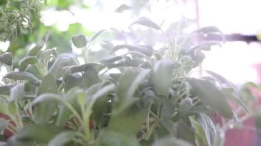 sulama tesisleri - adaçayı bitki ve diğer otlar - bahçıvan çiçek açan doğa bahar 
