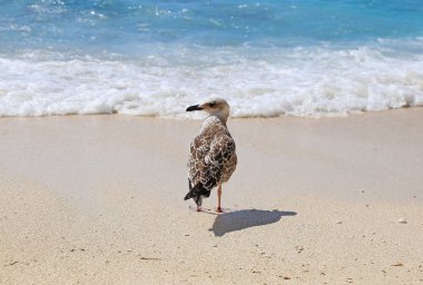Martı ayakta Paxos Ionian denizde önünde Yunanistan Adaları