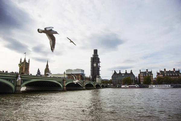 Seagulls Latania Nad Brzegiem Tamizy Mieście Londyn Wielka Brytania Widok — Zdjęcie stockowe