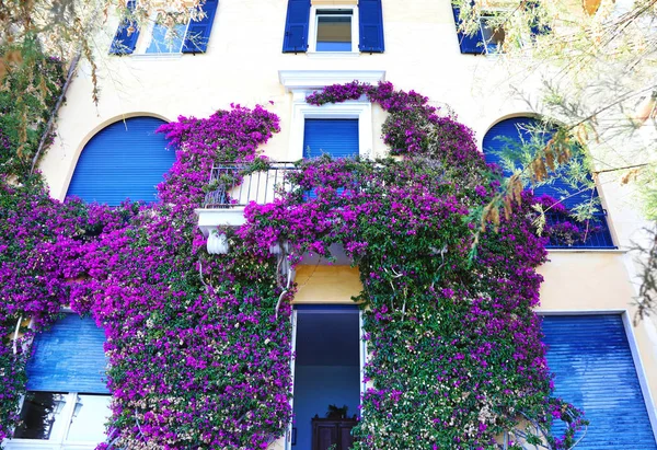 Traditional Houses Blue Windows Bougainvilleas Monterosso Village Spezia Italy — Stockfoto