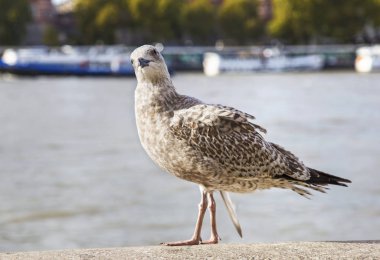 London city İngiltere Thames Nehri önünde şirin martı  