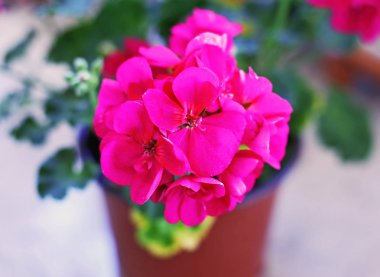 Bahçe - bahar çiçekleri blooming pembe Sardunya çiçek dolu yakın çekim 