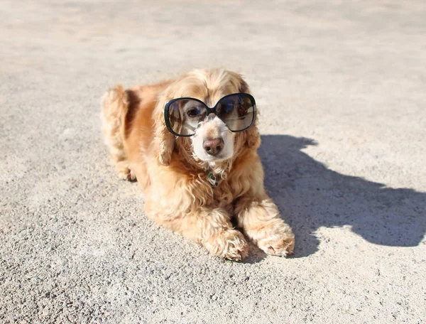 funny english Cocker spaniel dog with sunglasses sitting on the pavement