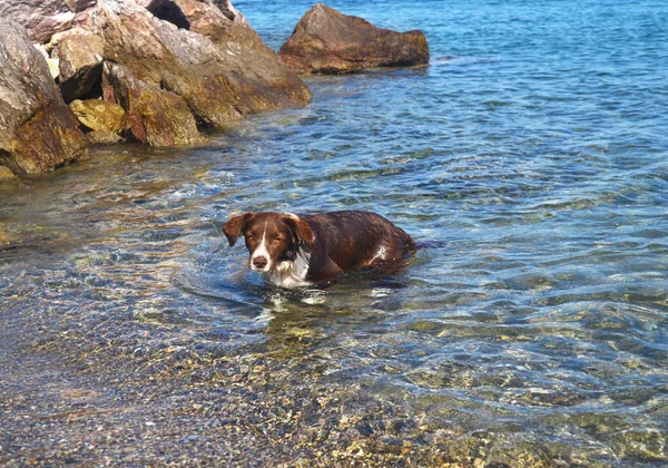 Deniz Içinde Sevimli Köpek Yunanistan Yaz Deniz Evcil Hayvan Tatil — Stok fotoğraf