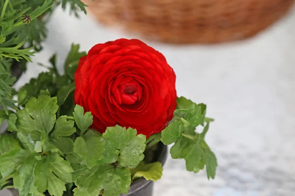 Close Flor Ranúnculo Buttercup Vermelho Florescendo Flores Sazonais Primavera — Fotografia de Stock