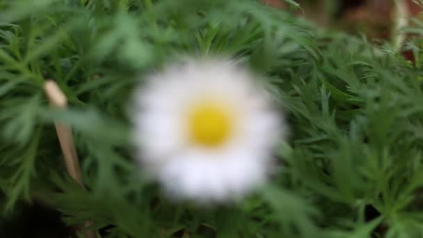 自然の中でヒナギクの花を咲かせる 庭の季節の春の花 — ストック動画