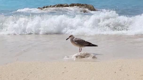 パキソ アイオニア諸島ギリシャのビーチでカモメ — ストック動画