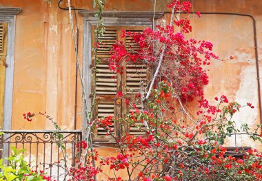 çiçekaçan begonviller çiçek Nafplio Yunanistan ile geleneksel eski ahşap pencere