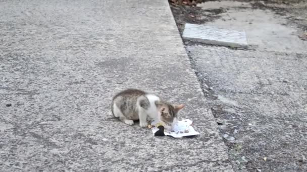 Adorabile Gattino Mangiare Cibo Cortile Pet Video Gattino Grigio — Video Stock