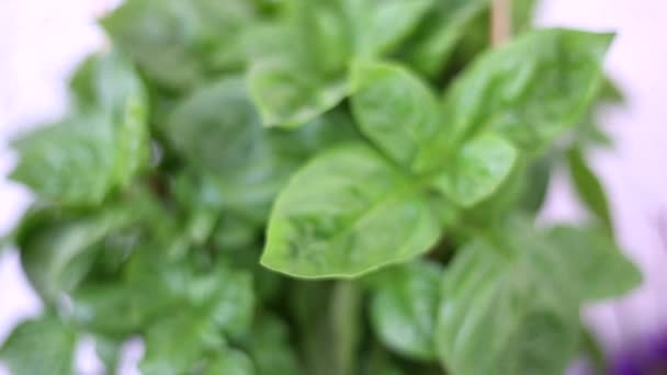 Φρέσκο Πράσινο Βασιλικό Φυτό Αρωματικό Φυτό Βοτανικοί Κήποι — Αρχείο Βίντεο