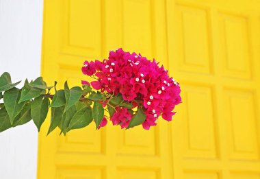 Koufonisia adaları Yunanistan'da çiçek açan pembe begonviller çiçek yakın - sarı kapı arka plan 