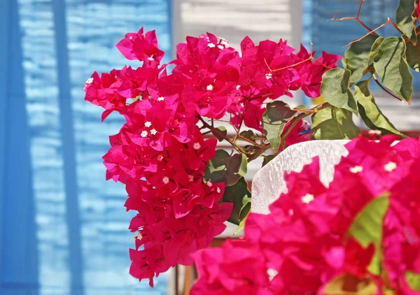 Nahaufnahme Der Blühenden Bougainvillea Blume Auf Den Kykladen Inseln Kykladen — Stockfoto