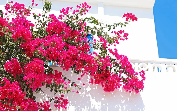 Közelről Virágzó Rózsaszín Bougainvillea Virágok Koufonisia Szigeteken Cyclades Görögország — Stock Fotó