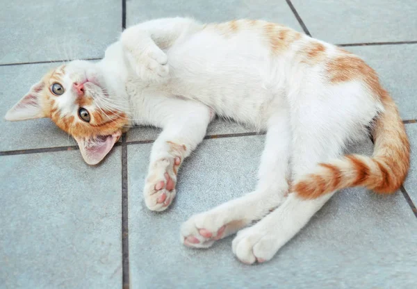 Schattig Blond Kitten Liggen Spelen Baby Kat Huisdier — Stockfoto