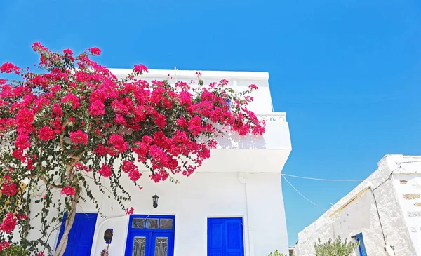 Florecientes Flores Buganvillas Isla Ano Koufonisi Cícladas Grecia Koufonisia Grecia —  Fotos de Stock