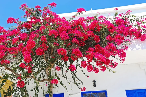 Blooming Pink Bougainvillea Flower Koufonisia Islands Cyclades Greece — Stock Photo, Image