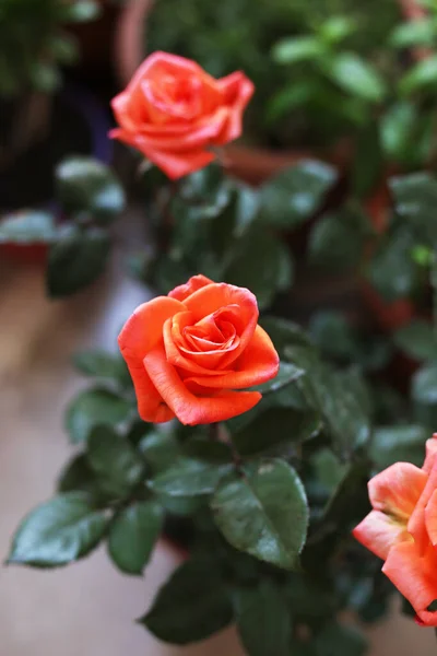 Bloeiende Oranje Rozen Tuin Lentebloemen Oranje Bloem — Stockfoto