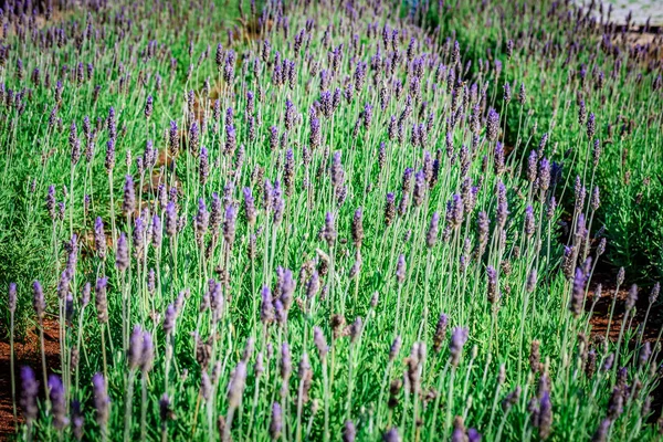 Květinářské Plantáže Rostou Farmě Holambra Stát Sao Paulo — Stock fotografie