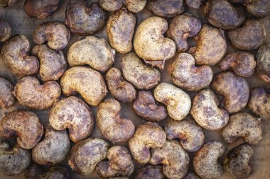 Kaju - kabuk çiğ fındık