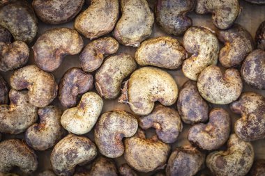 Kaju - kabuk çiğ fındık