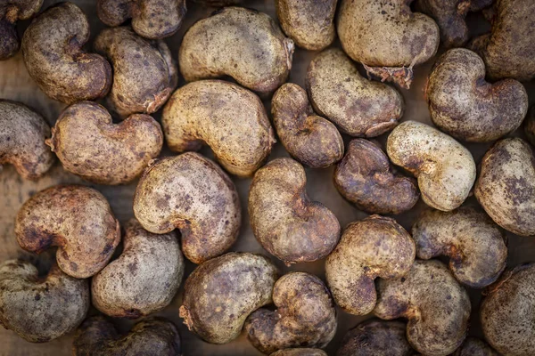Cashew - сирі горіхи в оболонці — стокове фото