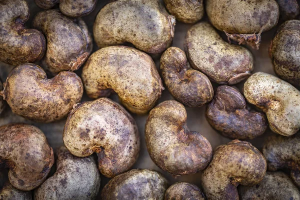 Noix de cajou - noix crues dans la coquille — Photo