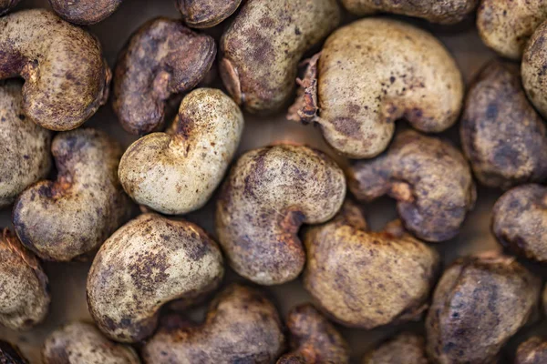 Kešú-surové ořechy ve skořápce — Stock fotografie