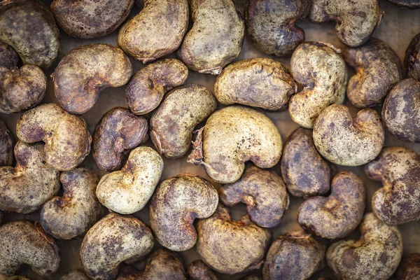 Kaju - kabuk çiğ fındık