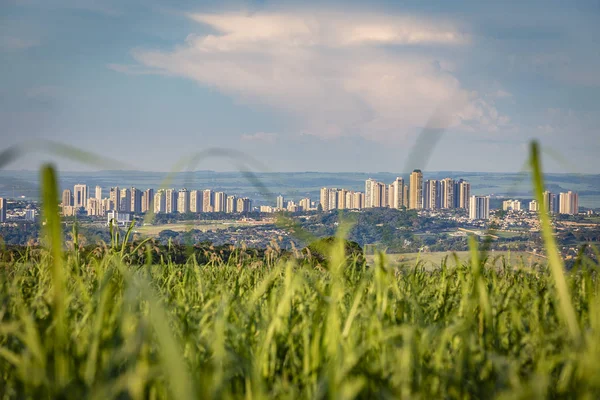Gün batımında backgrund de Ribeirao Preto şehir ile şeker kamışı tarla