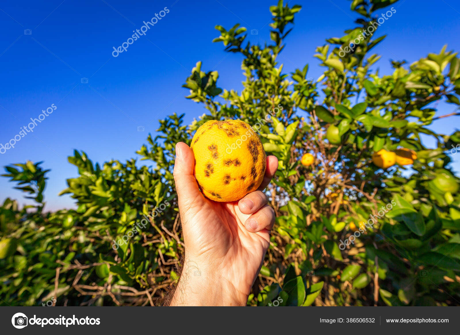 Orange Tree Fungal Diseases Stock Photo Image By C Paulobaqueta Orange Tree Fungal Diseases Stock Photo Image By C Paulobaqueta